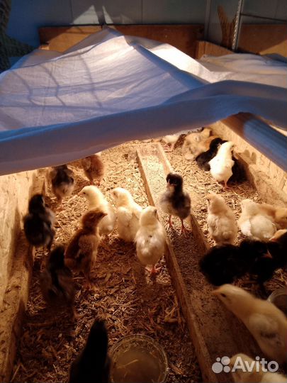Цыплята несушки