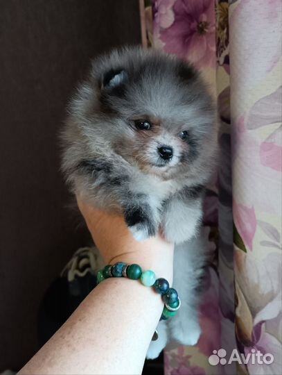 Померанский шпиц мини