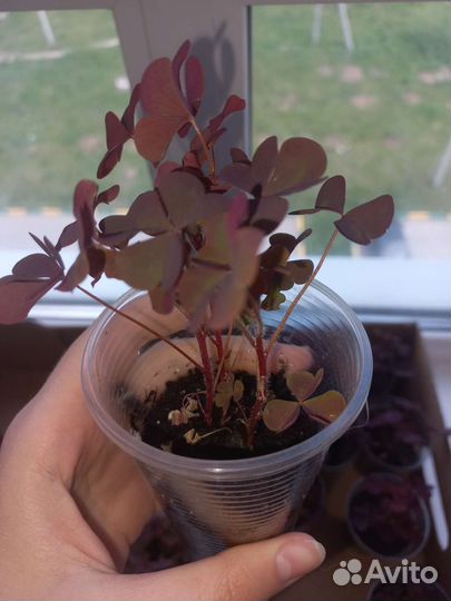 Кислица оксалис