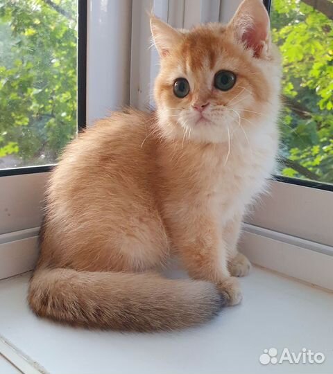 Золотые британчики- goldn bri