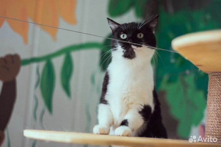 Кошка в добрые руки