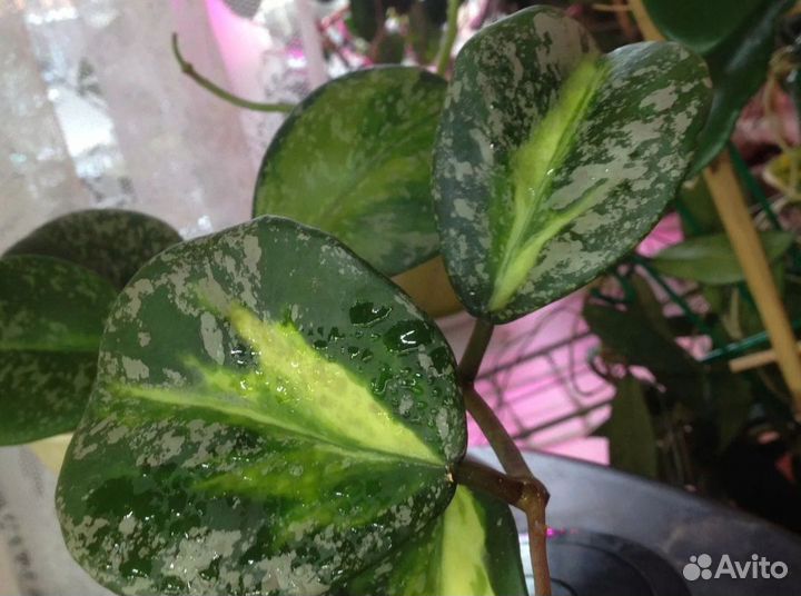 Хойи на срез