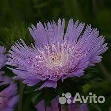 Стокезиия (василек)