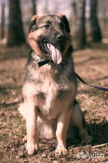 Заберите оладушка из приюта