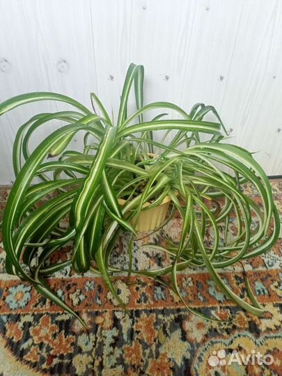 Хлорофитум бонни