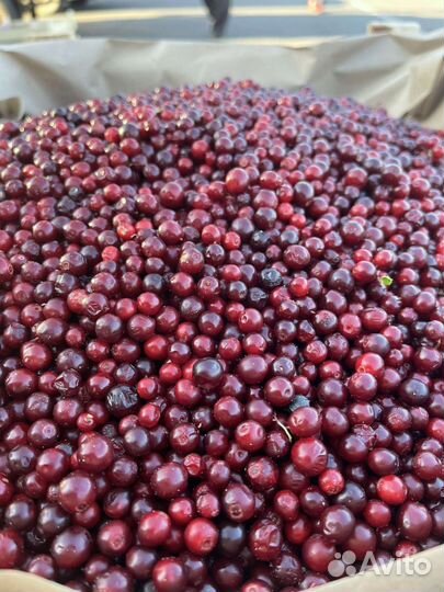 Брусника свежая опт