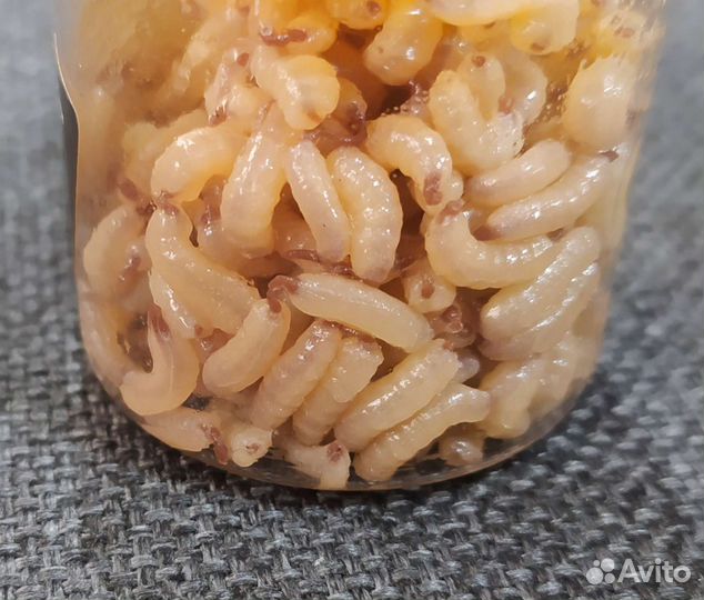 Рыболовная белковая насадка Альбумир мотыль/опарыш