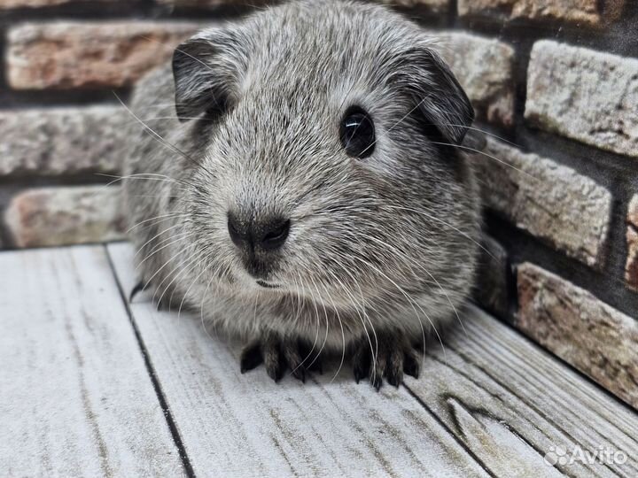 Морские свинки