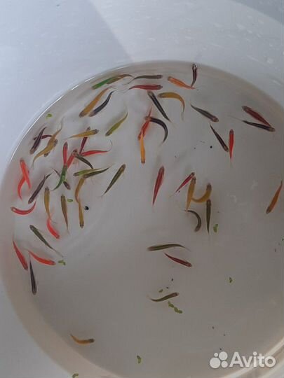 Аквариумные рыбки