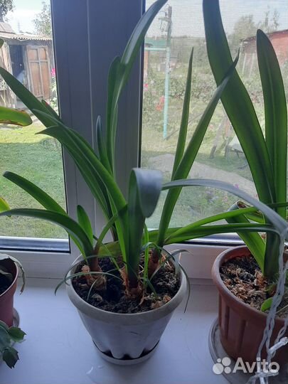 Комнатные цветы