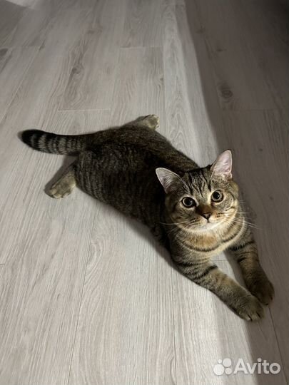Шотландский кот
