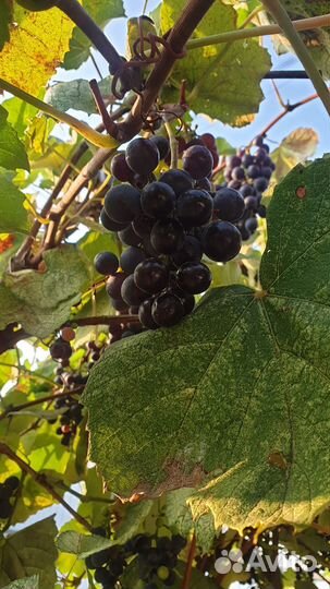 Виноград