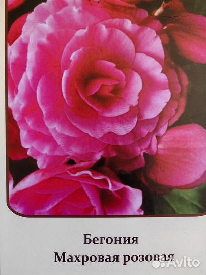 Бегонии сортовые