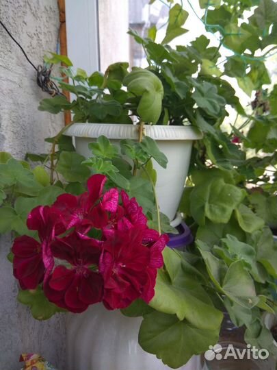 Пеларгония герань плющелистная