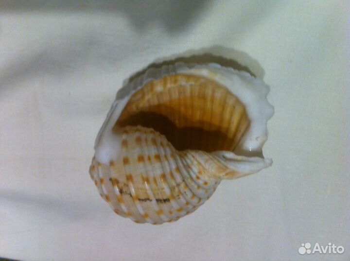 Набор морских раковин