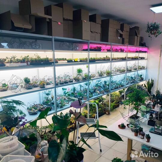 Бонсай Мирсина Африканская с озером во флорариуме