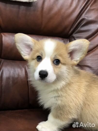 Малышка Вельш Корги Пемброк