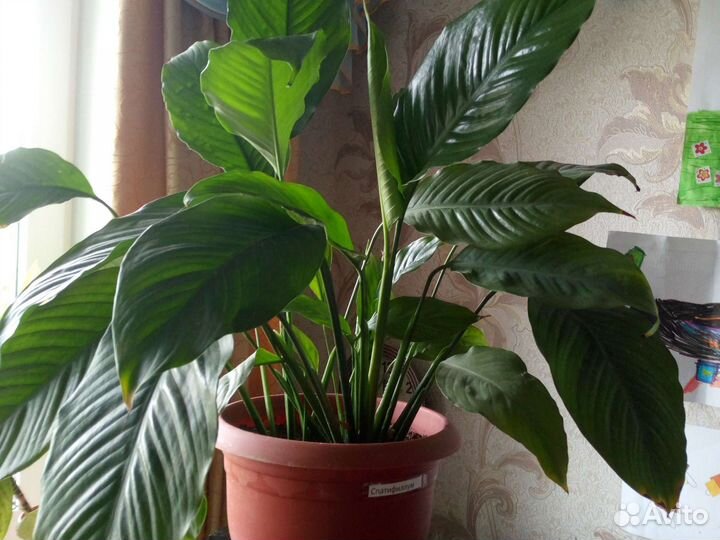 Спатифиллум