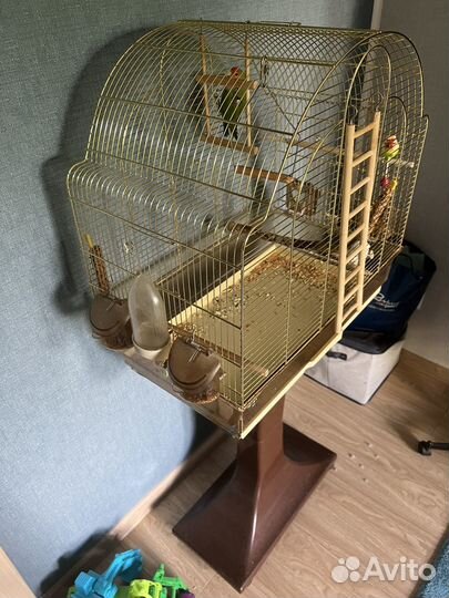 Попугай неразлучники с клеткой