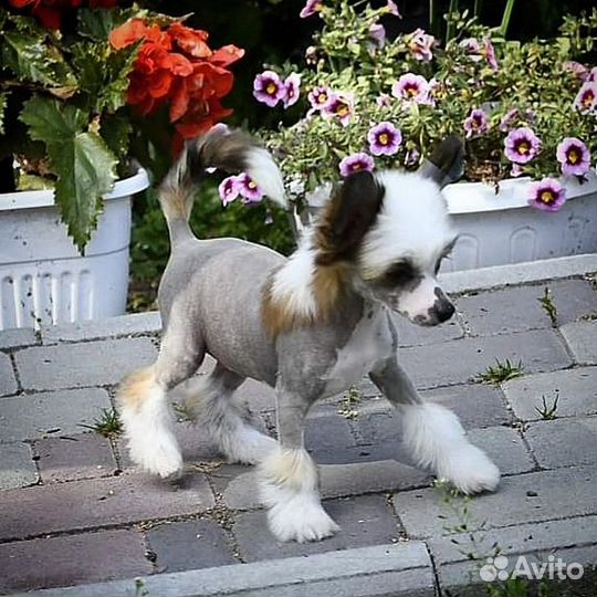 Китайская хохлатая мини