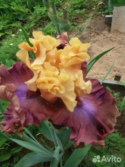 Ирисы бородатые