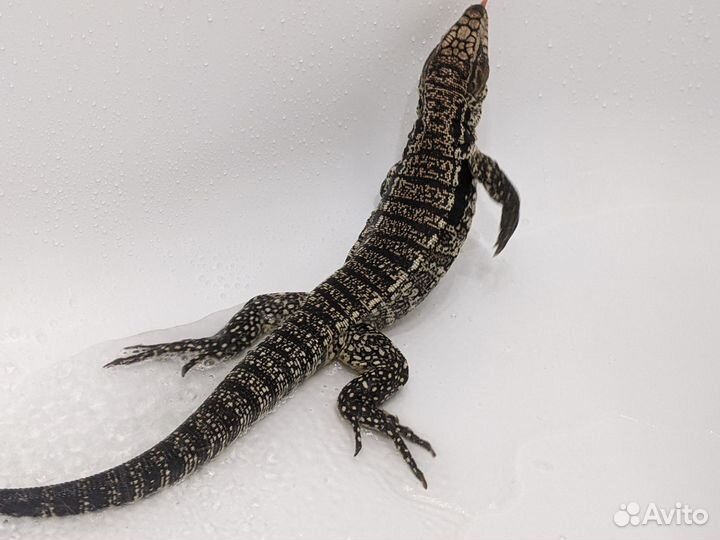 Аргентинец мальчик