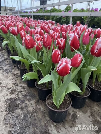 Тюльпаны в горшочках