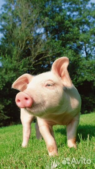 Продам поросят