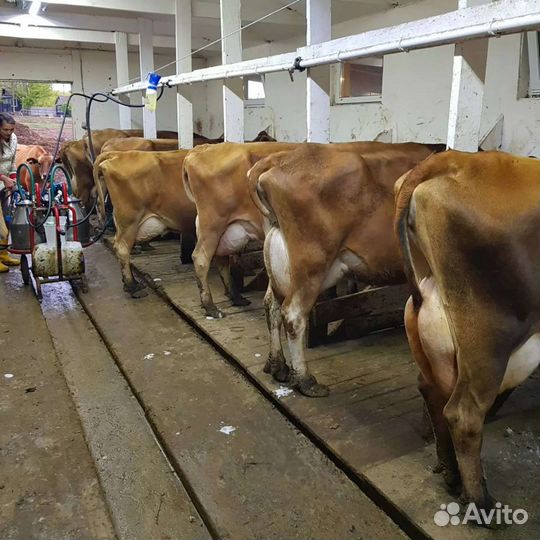 Тёлочка Джерси / Jersey