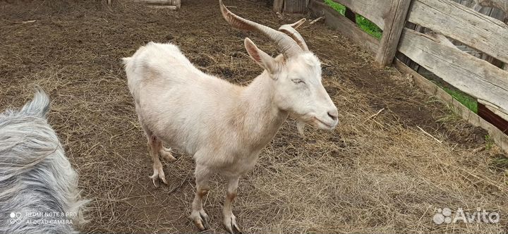 Продам козлят