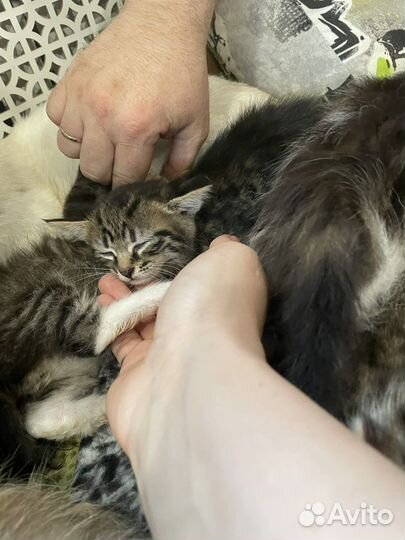 Котятки