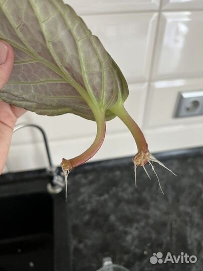 Укорененные листы махровой глоксинии