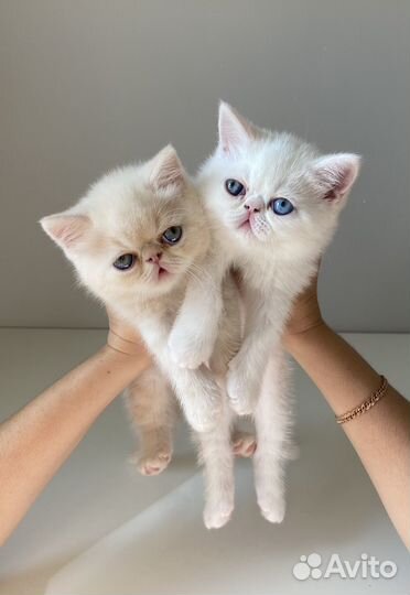 Котенок экзот короткошерстный