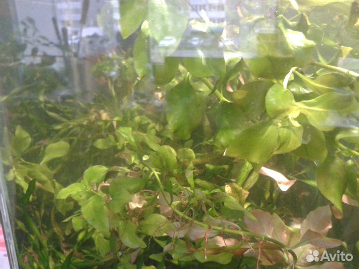 Водоросли для аквариума