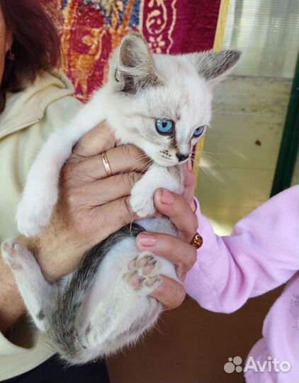 Котенок в добрые руки