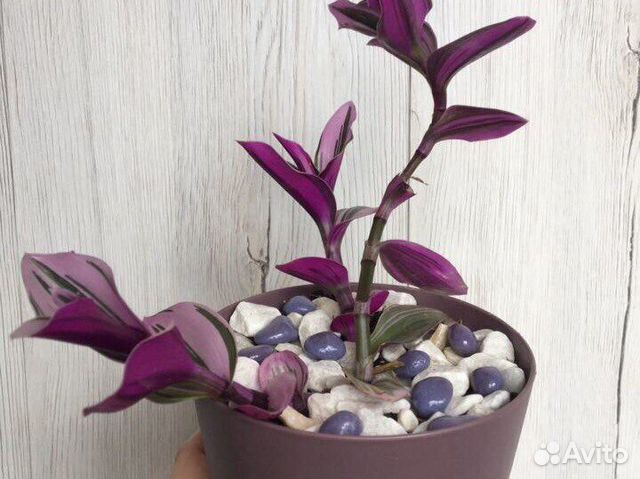 Традесканция