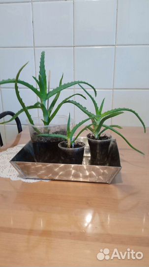 Крассула толстянка и алоэ