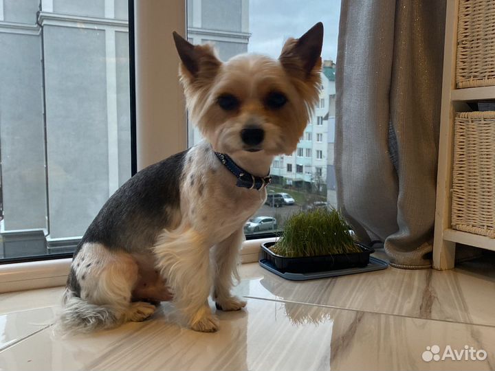 Бивер вязка