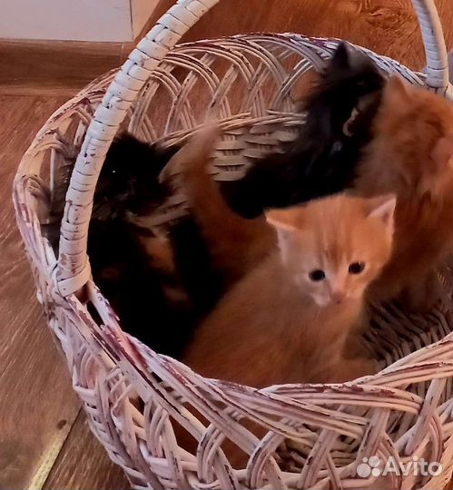 Кошки бесплатно