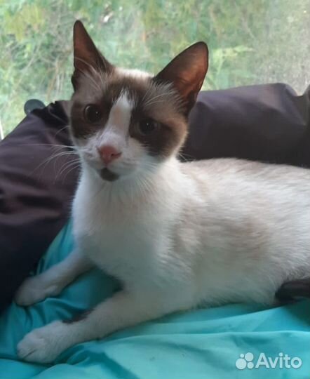 Молодая кошка редкой породы Сноу шу в дар