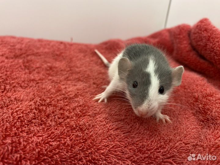 Крысёнок Дамбо и всё необходимое