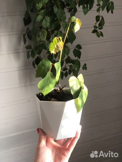 Комнатный цветок Березка (Циссус ромболистный)