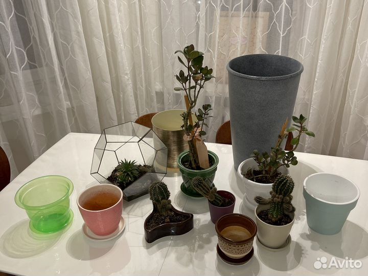 Комнатные цветы и горшки для цветов