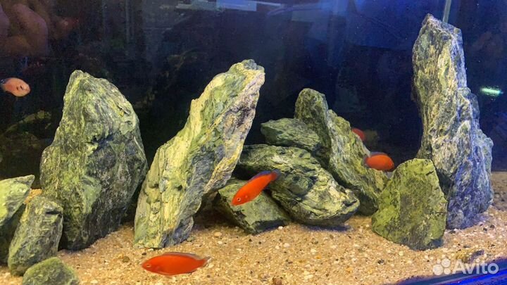 Обслуживание, запуск аквариумов