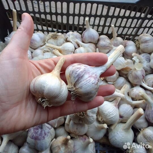 Чеснок озимый