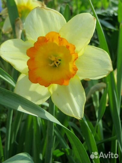 Нарциссы сортовые