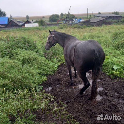 Лошадь