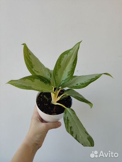 Аглаонема сильвер бей