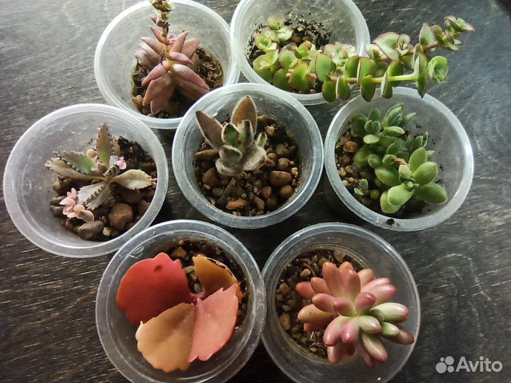 Набор суккулентов