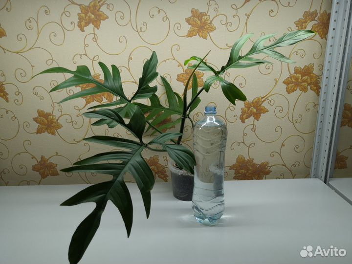 Филодендрон 10 сортов